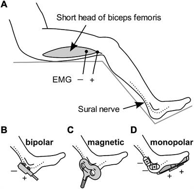 A Minimally Invasive Method for Observing Wind-Up of Flexion Reflex in Humans: Comparison of Electrical and Magnetic Stimulation